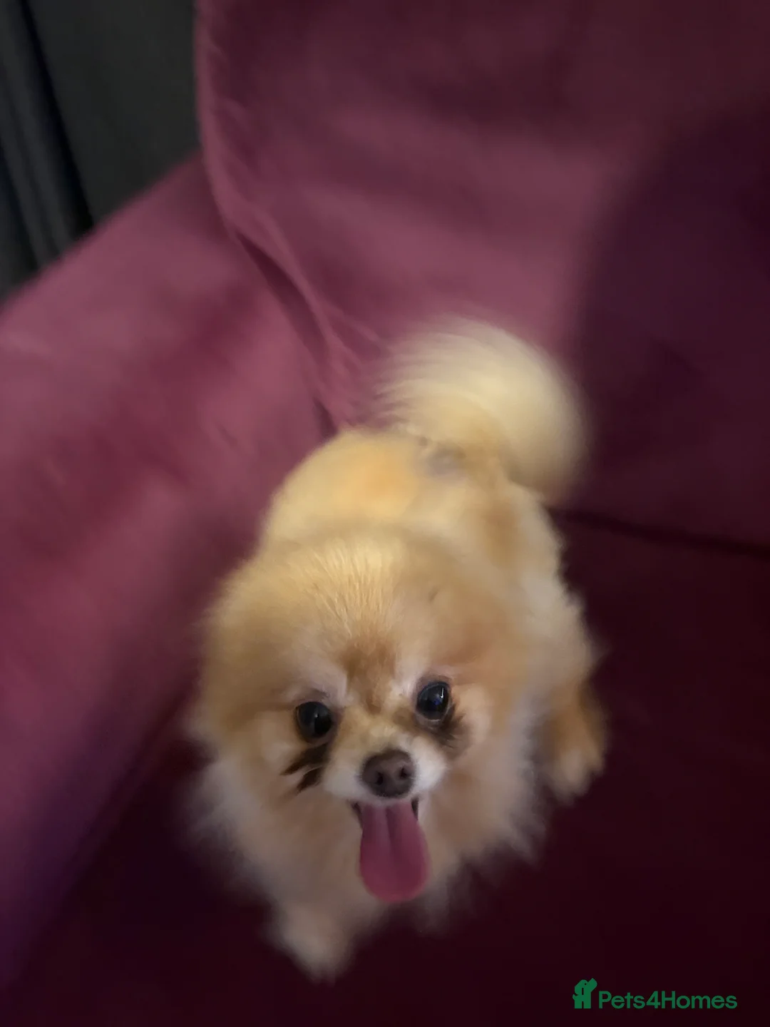 Pomeranian dogs for sale: Roxy  - Advert 2