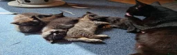 Mixed Breed cats for sale: kittens - Advert 4