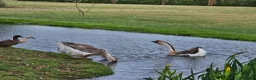Geese poultry for sale: African Geese - Advert 4