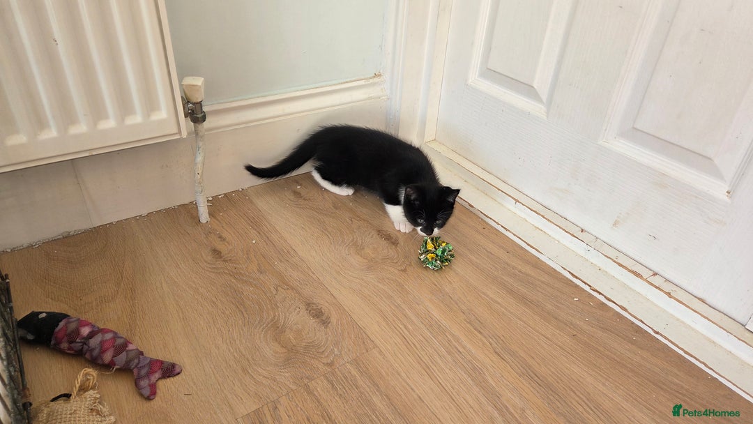 Mixed Breed cats for sale: Mixed Breed Kittens For Sale - Advert 9