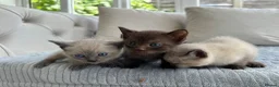 Ragdoll cats for sale: 4 ragdoll x british shorthair kittens  - Advert 4