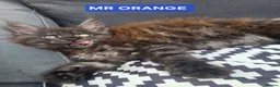 Maine Coon cats for sale: 3 Beautiful Maine coons  - Advert 17