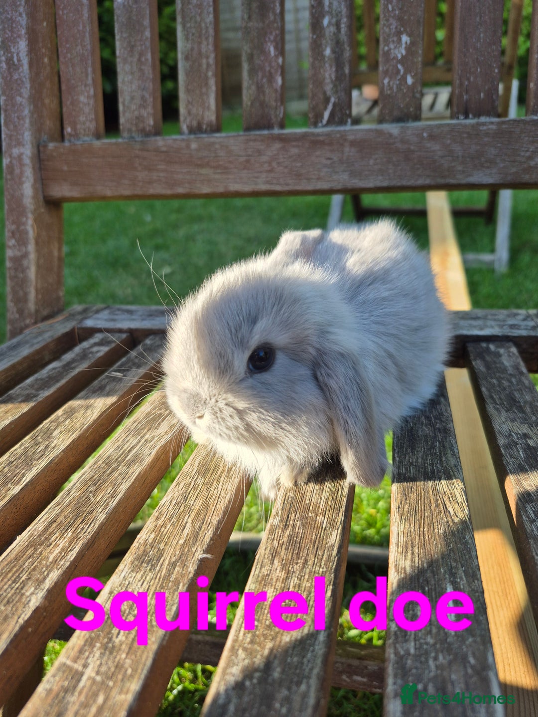 Mini Lop rabbits for sale: Mini lop babies  - Image 6