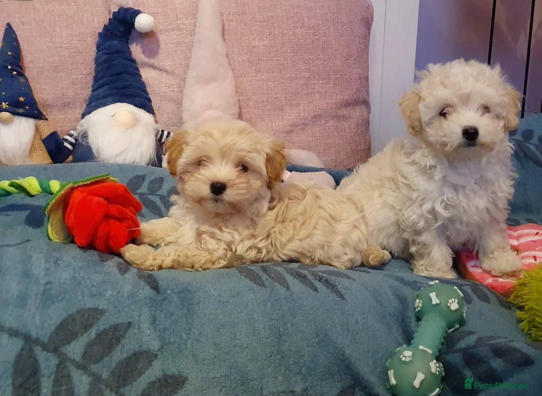 Maltipoo dogs for sale: ❤️MALTIPOO PUPPIES❤️ONLY GIRL LEFT❤️ - Advert 12