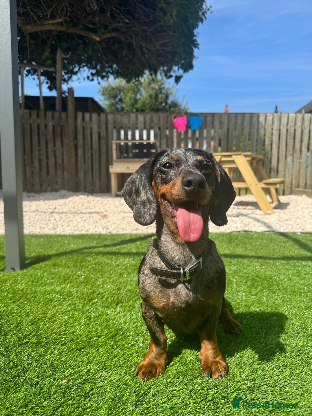 Dachshund dogs for sale: Miniature dapple dachshunds 5 puppies  - Advert 15