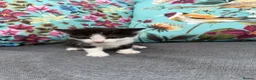 Mixed Breed cats for sale: Beautiful coloured kittens for sale  - Advert 14