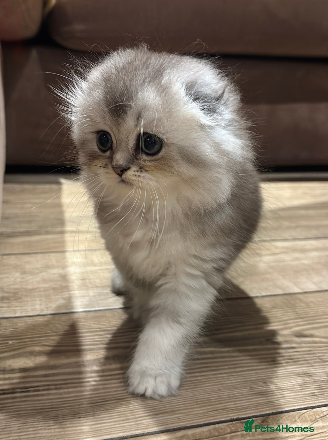 Scottish Fold cats for sale: 🌟🌟🌟🌟🌟Pedigree Scottish Fold Kittens - Advert 7