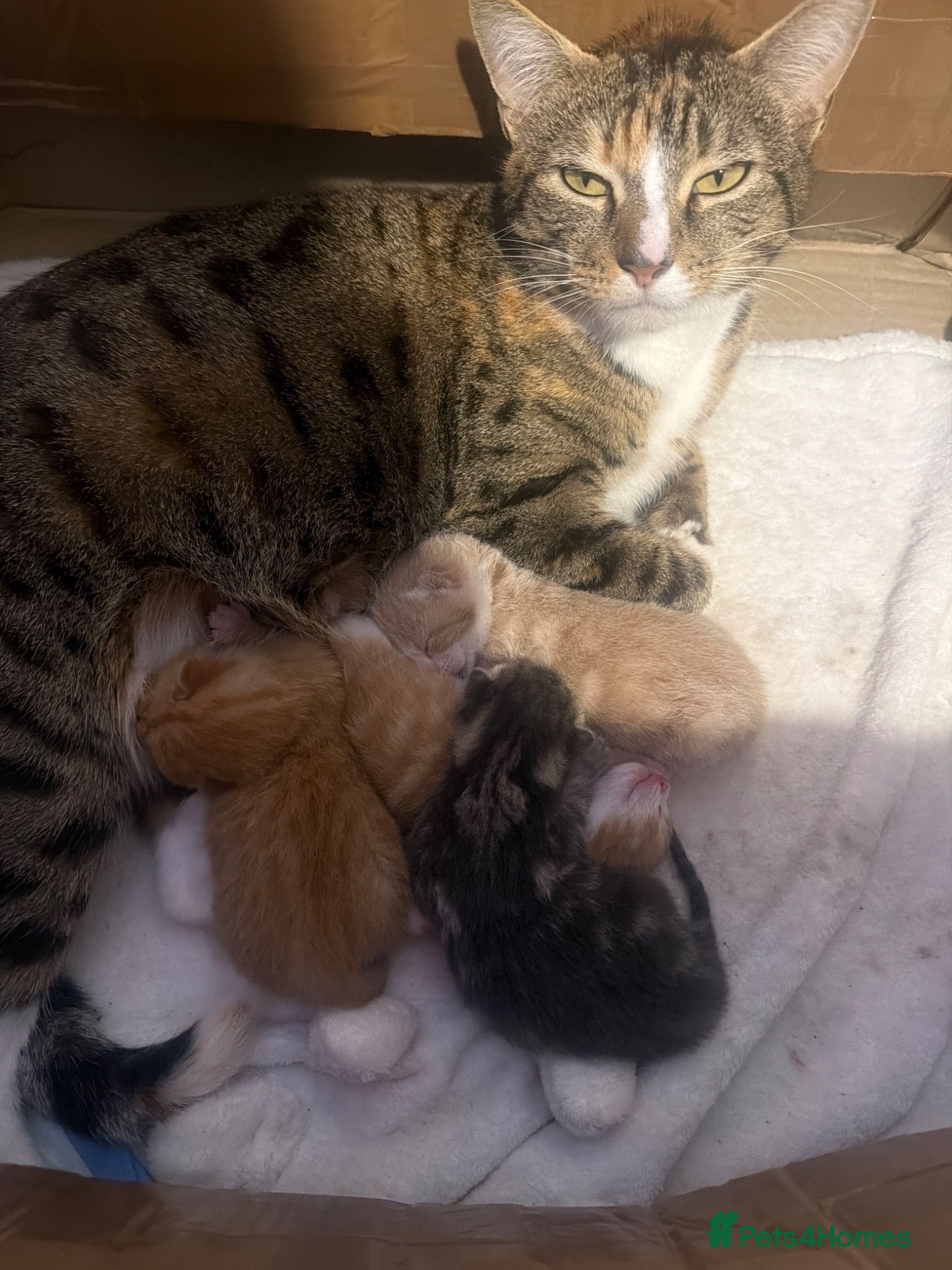 Mixed Breed cats Adorable kittens for sale - Advert 1