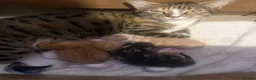 Mixed Breed cats for sale: Adorable kittens for sale in Newport - Advert 1