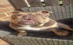 English Bulldog dogs for sale: Beautiful English bulldog - Image 7