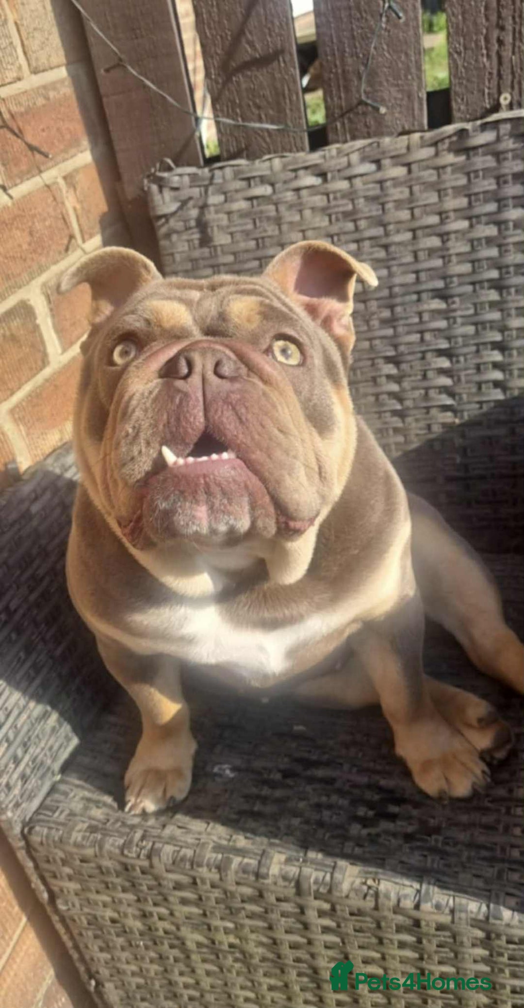 English Bulldog dogs for sale: Beautiful English bulldog - Image 7