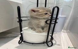 Scottish Fold cats for sale: Pedigree Scottish fold and straight kittens - Image 1