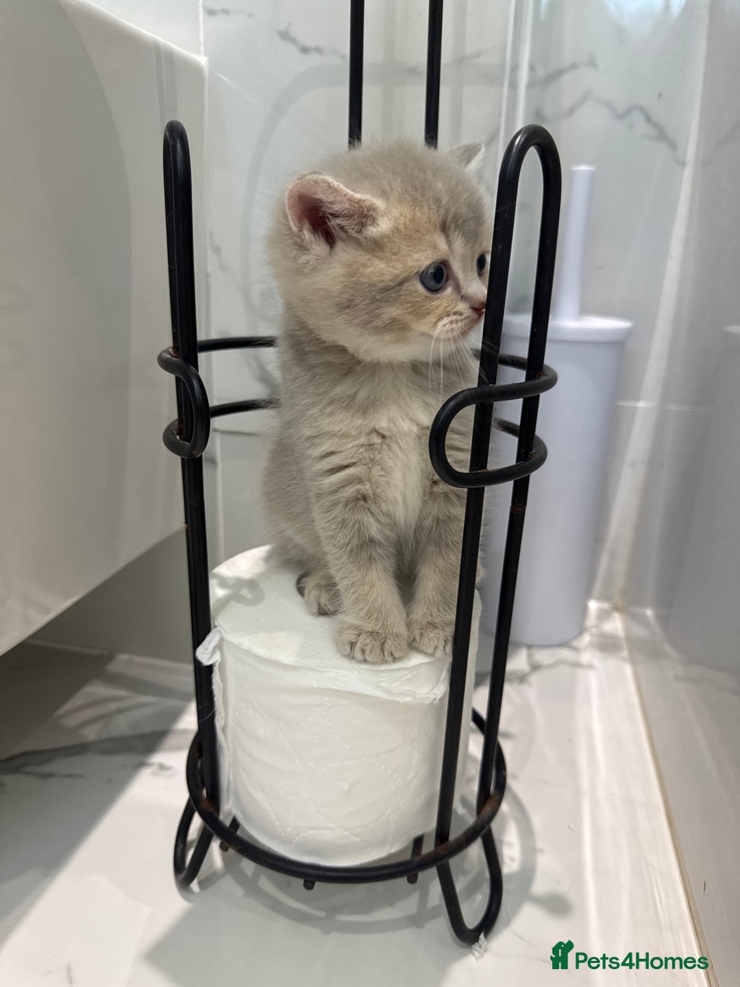 Scottish Fold cats for sale: Pedigree Scottish fold and straight kittens - Image 1