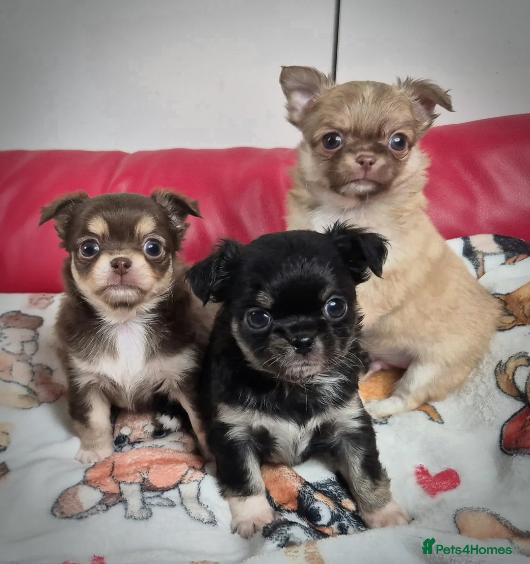 Chihuahua dogs for sale: KC registered tiny Chihuahua puppies  - Advert 1