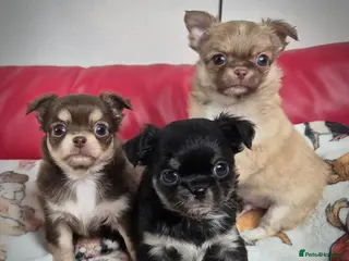 Chihuahua dogs KC registered tiny Chihuahua puppies - Advert 1