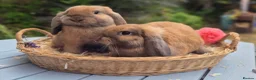 Mini Lop rabbits for sale: Two Mini lops and 4 Dwarf lops available - Advert 15