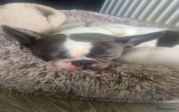 French Bulldog dogs for sale: Kc registered french bulldog puppies available 🐶 - Image 16