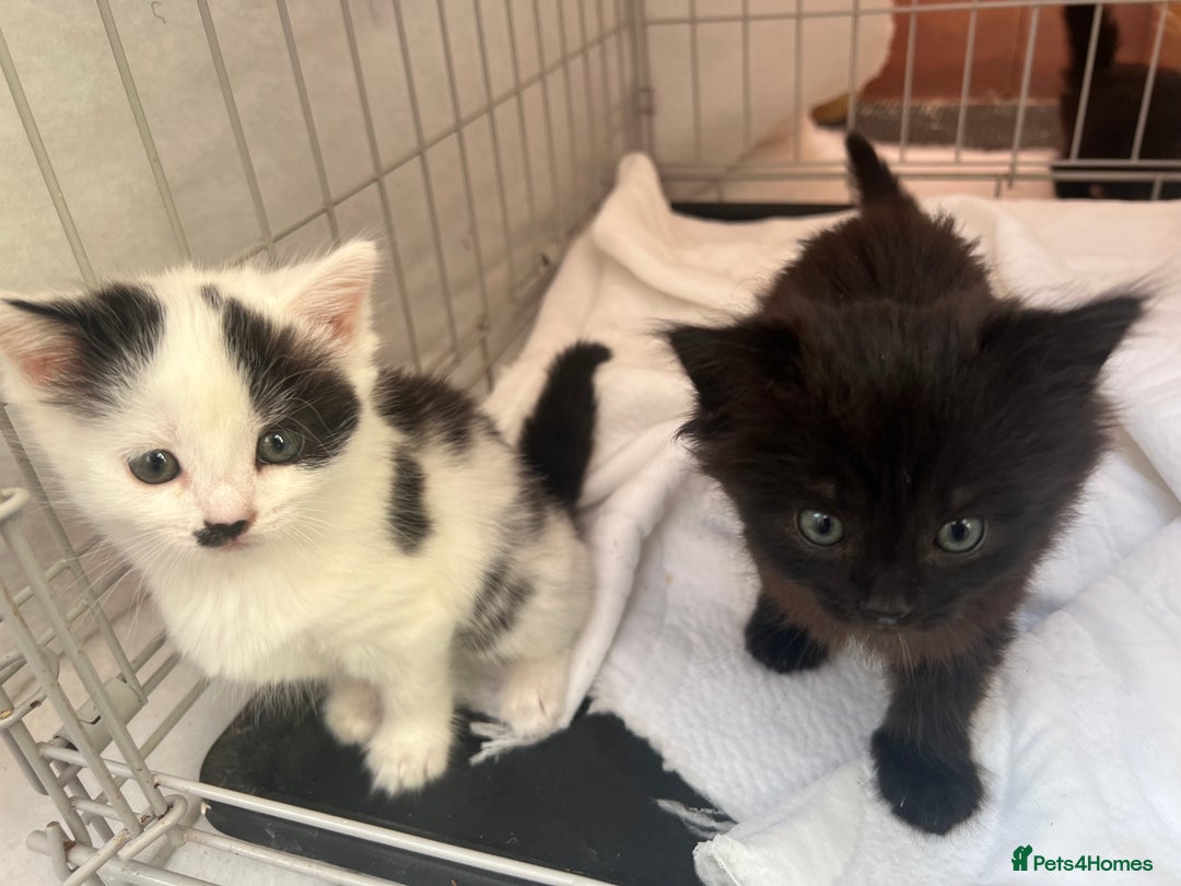 Mixed Breed cats for sale: Black kitten and white&black kitten available  - Image 2