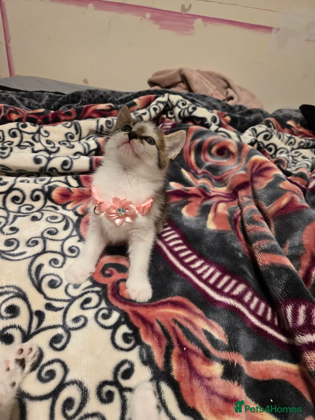 Mixed Breed cats for sale: Kittens Looking for Loving Homes  - Advert 3