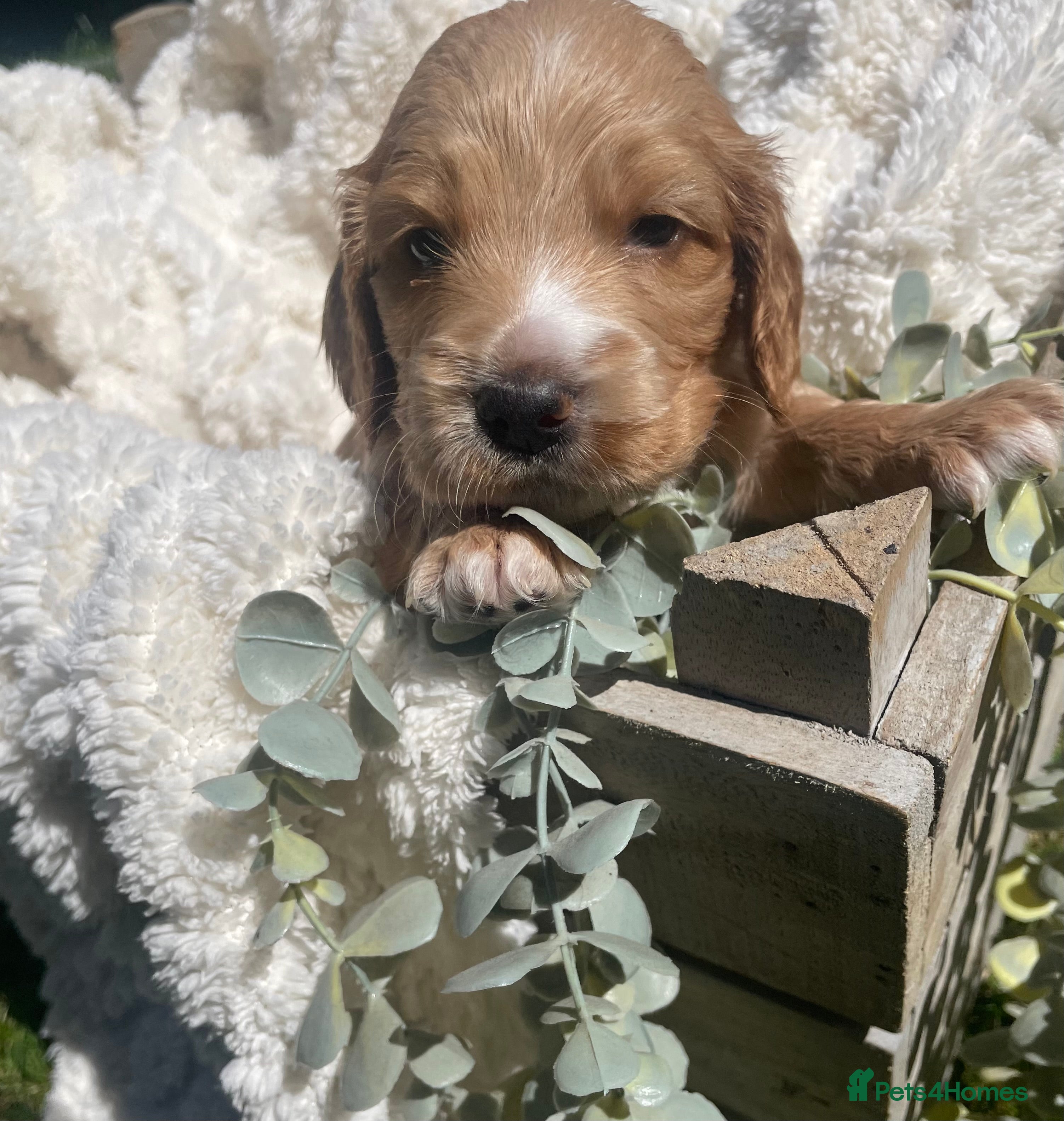 Cockapoo yellow collar