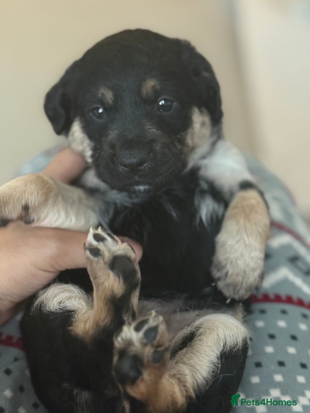 Goldador dogs for sale: Goldador x Labrottie Miniature Puppies for Sale - Advert 12