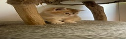 Scottish Fold cats for sale: LUXURY GOLDEN CHINCHILLA  SCOTTISH FOLD KITTENS - Advert 1