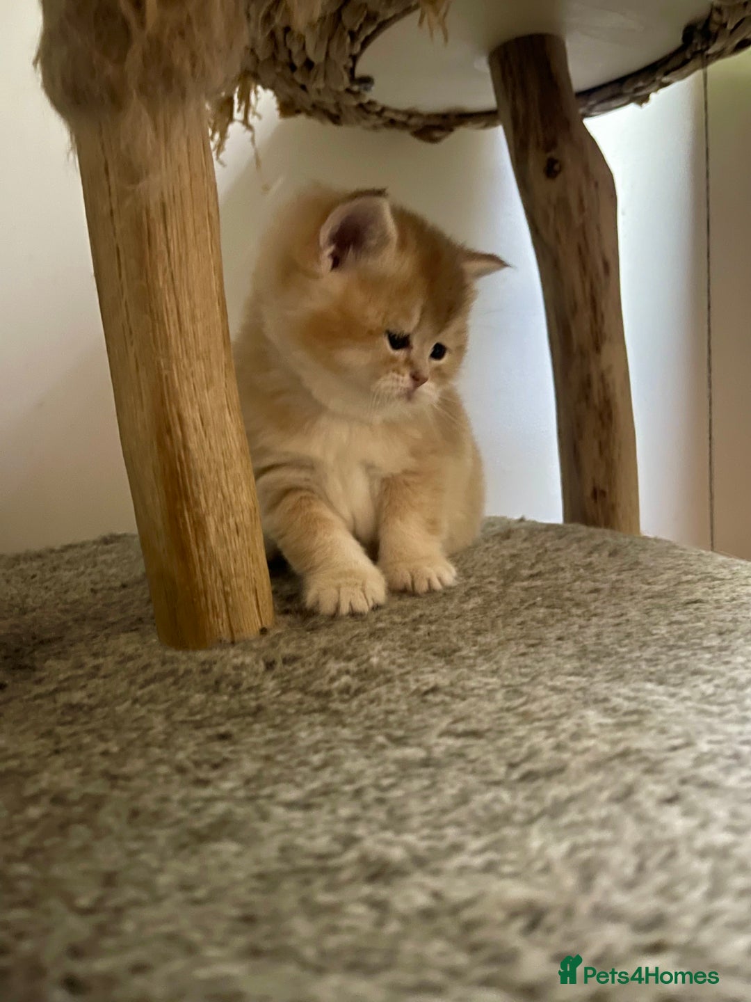 Scottish Fold cats for sale: LUXURY GOLDEN CHINCHILLA  SCOTTISH FOLD KITTENS - Advert 1