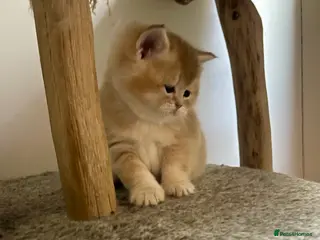 Scottish Fold cats SALE ! LUXURY GOLDEN CHINCHILLA SCOTTISH FOLD KIT - Advert 15