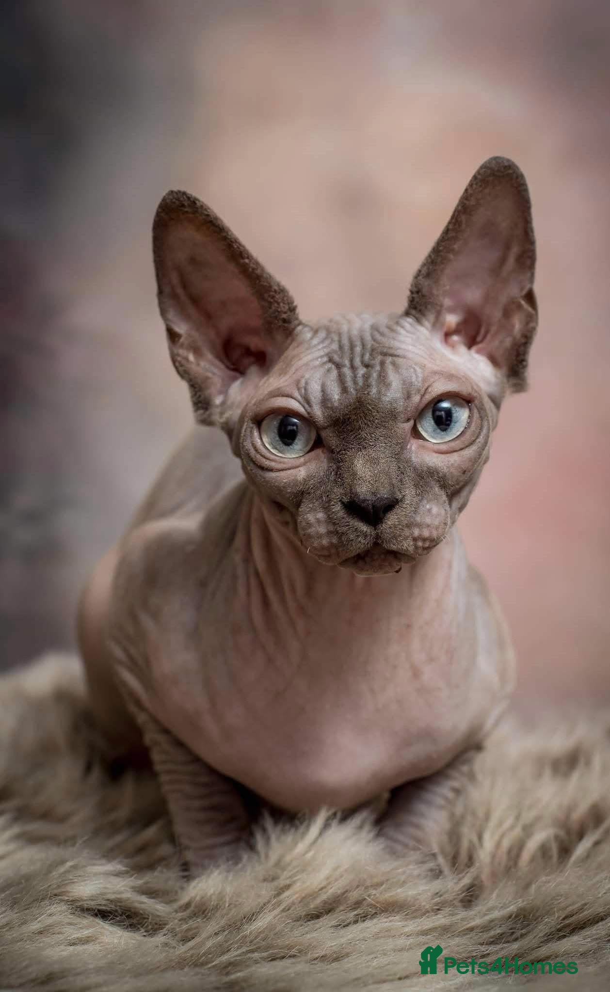 Sphynx cats Outstanding Sphynx Boy  - Advert 3
