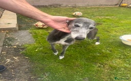 Lurcher dogs for sale: Lurches for sale  - Image 3