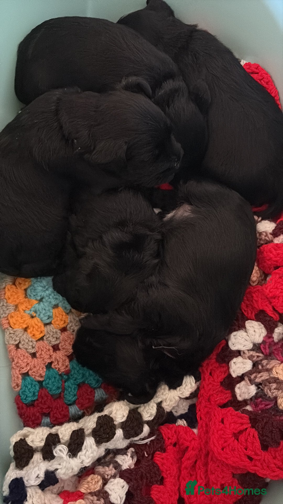 Miniature Schnauzer dogs for sale: KC Registered Miniature Schnauzer Puppies  - Advert 12