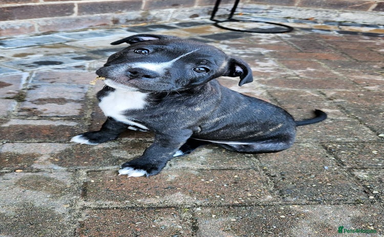 Staffordshire Bull Terrier dogs - Advert 8
