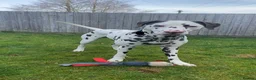 Dalmatian dogs for sale: Dalmatain rehome - Advert 5