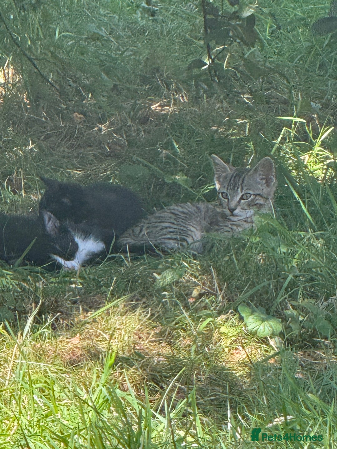 European cats for sale: 3 beautiful kittens - Image 5