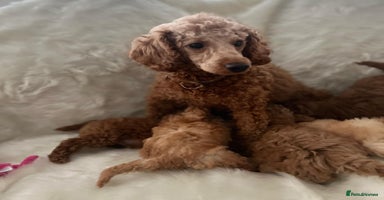 Cavapoo dogs Mixed litter of adorable cavapoo puppies - Advert 7