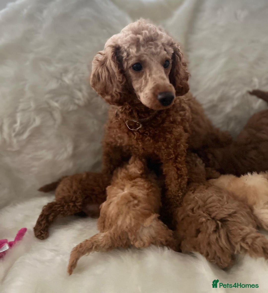 Cavapoo dogs for sale: Mixed litter of adorable cavapoo puppies - Advert 2