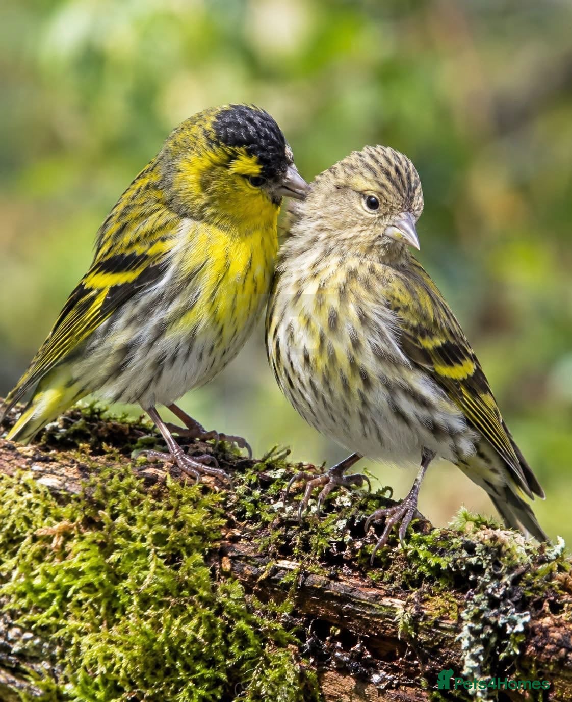 Canaries birds Canary  - Advert 5