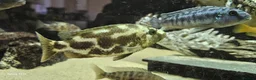 Other/Mixed Breed fish for sale: Assortment of fish  - Advert 10