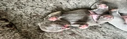 French Bulldog dogs for sale: Beautiful French bulldogs new borns  🐶💙💗 - Advert 10