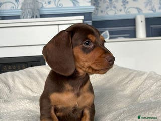 Miniature Dachshund dogs STUNNING MINIATURE DAXI PRA CLR KC REG - Advert 6