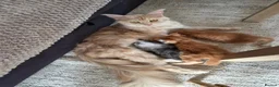 Maine Coon cats for sale: Maine coon kitten for sale - Advert 6