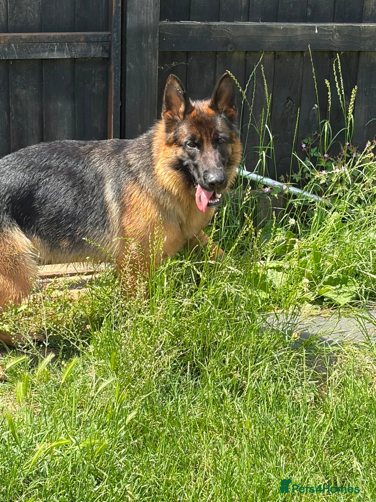 German Shepherd dogs Beautiful female German shepherd for sale - Advert 2