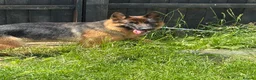 German Shepherd dogs for sale: Beautiful female German shepherd for sale - Advert 2