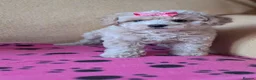 Maltipoo dogs for sale: Stunning Toy Maltipoo Puppies  - Advert 9