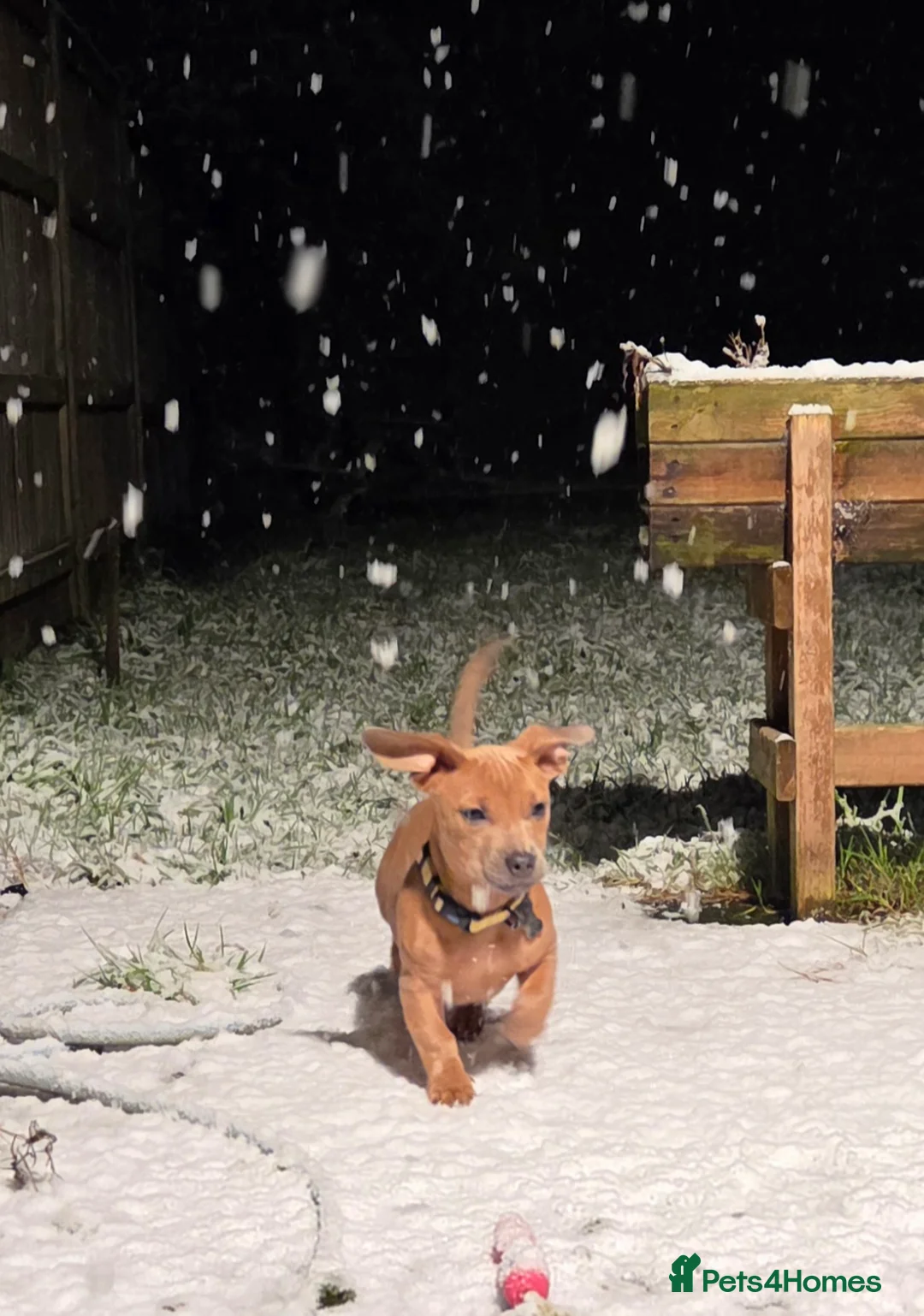 Mixed Breed dogs for sale: Audrey 5 month old dachshund cross - Advert 2