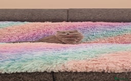 British Shorthair cats for sale: 💙British Shorthair and Long.. Blue kittens ❤️💛💚 - Image 16