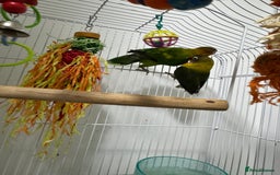 Lovebirds birds for sale: Lovely lovebirds  - Advert 3