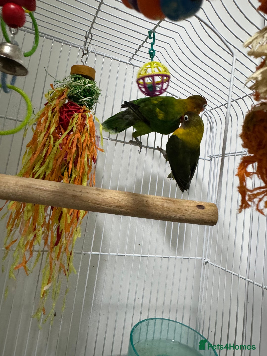 Lovebirds birds for sale: Lovely lovebirds  - Advert 3