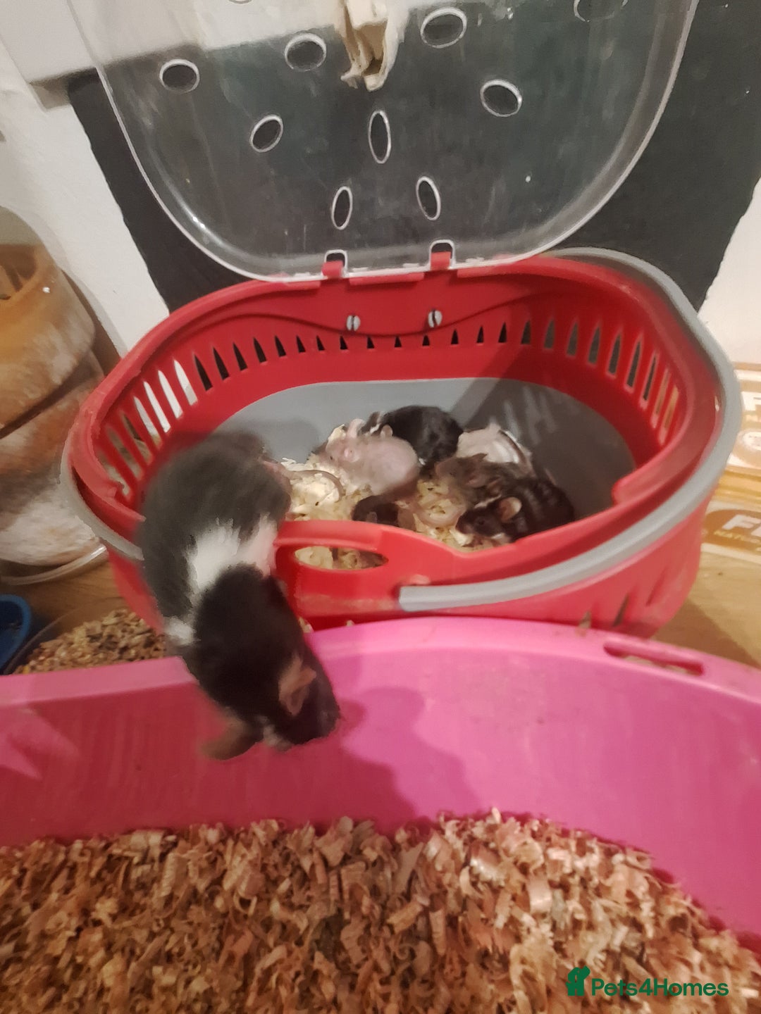 Mouse rodents for sale: Fancy pet mice for sale £8 each  - Advert 2