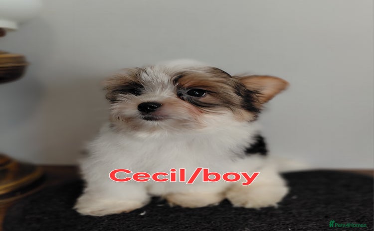 Biewer Terrier dogs - Advert 1
